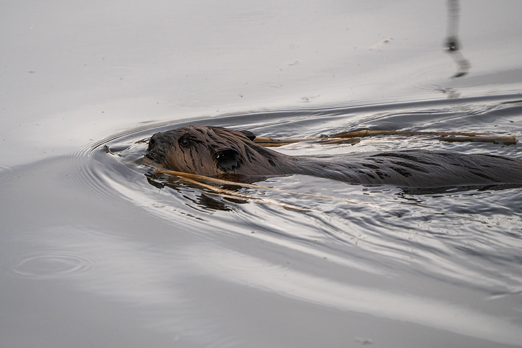 Biber (lllustrationsbild: Pictureguy/YAYMicro/PantherMedia)